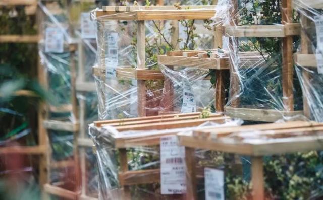 拼多多的千億計劃:穿越電商窗口期