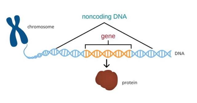 谷歌AlphaGenome横空出世,40亿年生命代码一键破解,或再夺诺奖