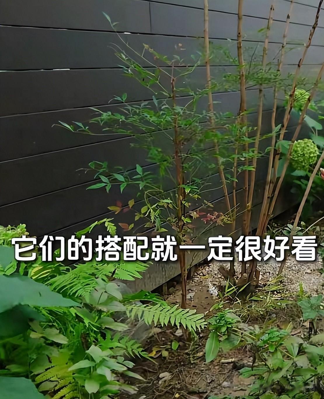 娱圈大佬现状被曝,欠债6亿,住进小院稀拉显破败,妻子带货还账