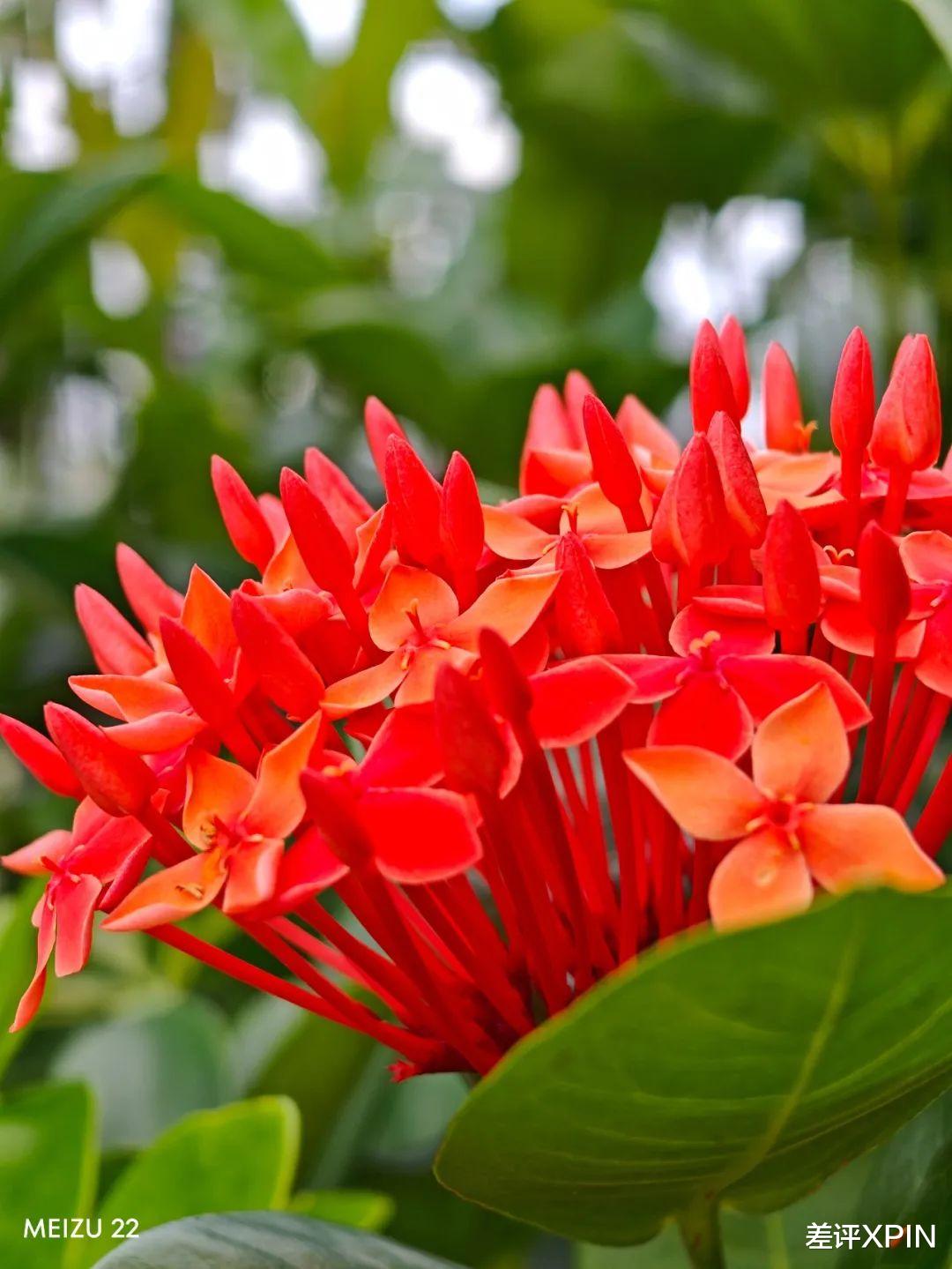 吊足胃口卻跳票兩次，等魅族22的我像個小丑