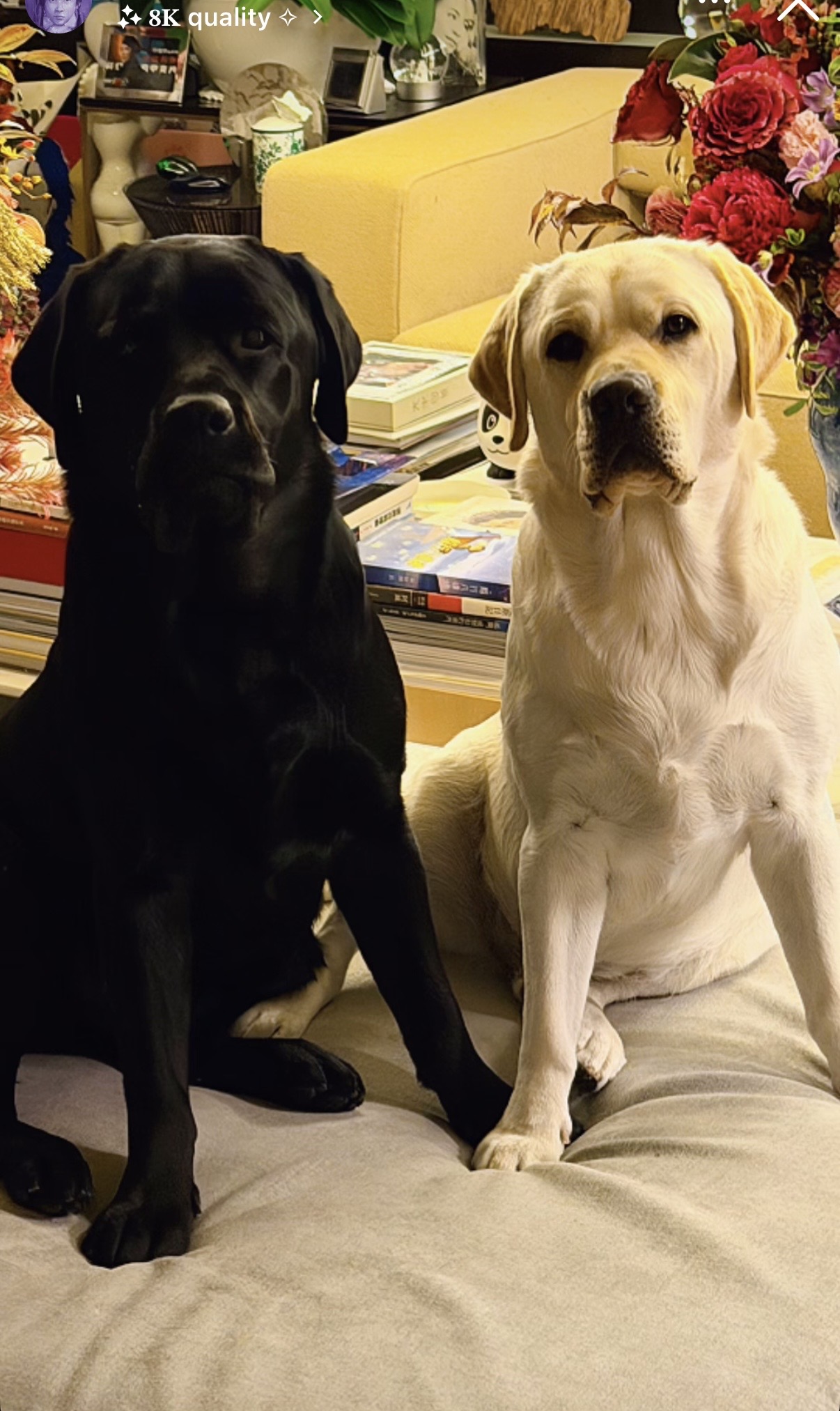 刘嘉玲在豪宅布置圣诞装饰，客厅摆放两米高圣诞树，墙上挂满名画