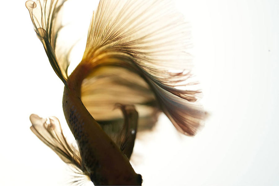 1.4X放大倍率 索尼新百微FE 100mm F2.8 Macro GM發布