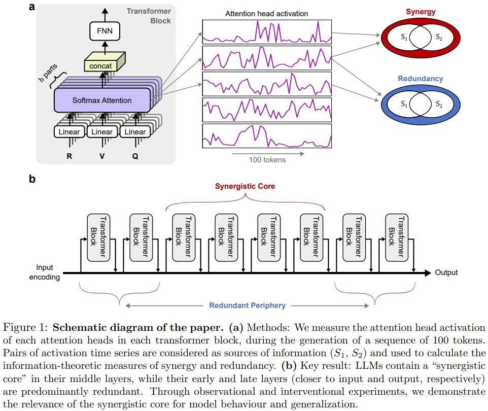 大模型長腦子了？研究發現LLM中層會自發模擬人腦進化