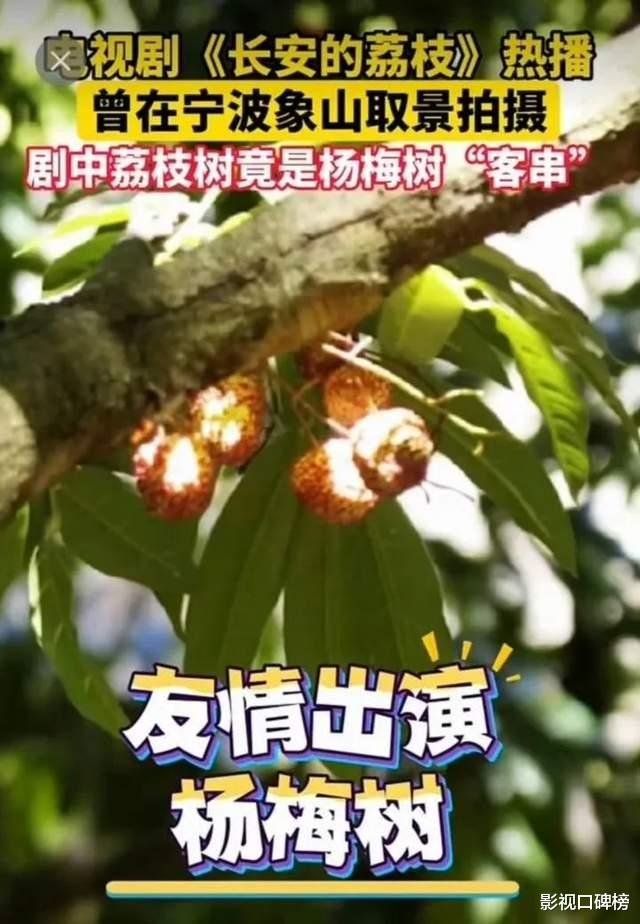 杨梅冒充荔枝？《长安的荔枝》收视率五连跌，小品剧还吹匠心
