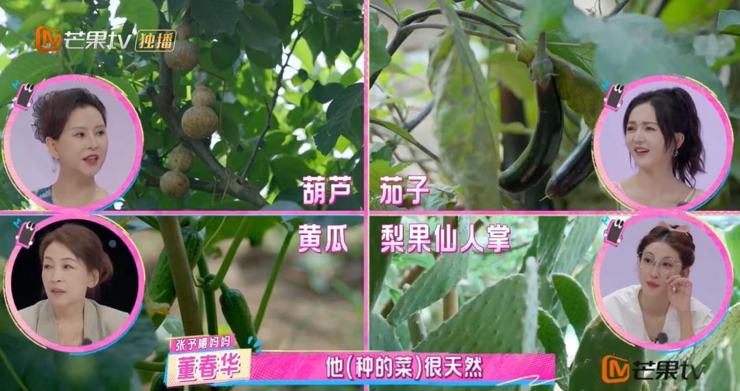 39岁马天宇翻红:养了几百只鸡,每天挑粪、捡蛋,活得太自在了!