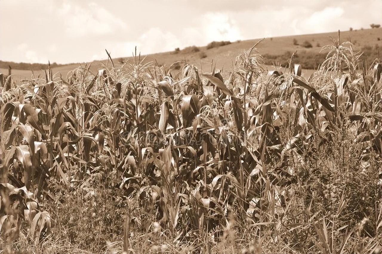 76年看露天电影时,被她偷偷地拉进庄稼地:三天后我要嫁给别人了