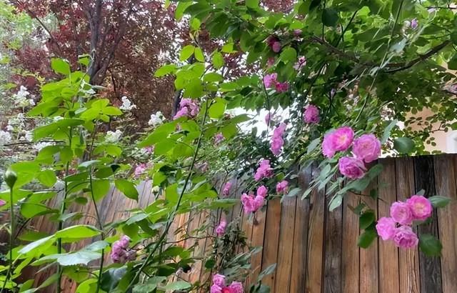 45岁张静初的院子，小院花花草草，圈粉无数网友，是向往的生活