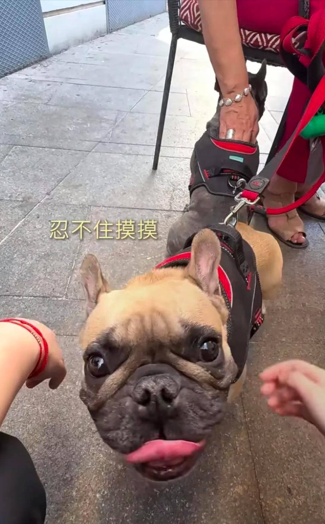 梅婷带着家人和哥哥一家在马德里旅游，兄妹共一张脸，嫂子很漂亮