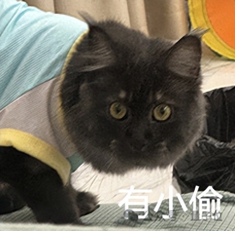 偷數據的AI公司被抓到了