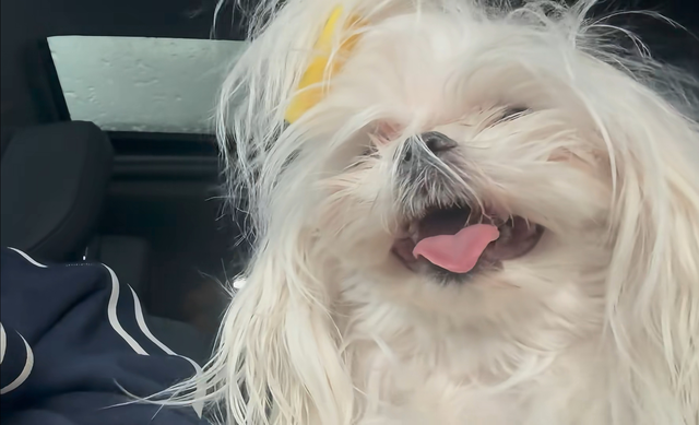 霍思燕自驾挑战318国道,暴雪中走完72拐!夫妻抛下儿子带狗约会