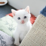 元元夜谈小姐姐