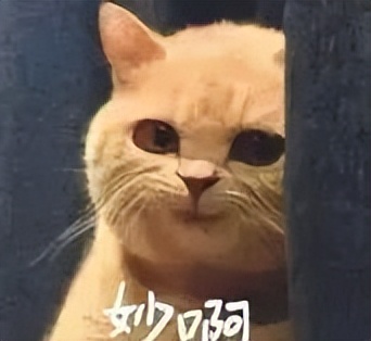 頂會直聘！大廠ICCV現場玩出新模式，還是鵝會玩