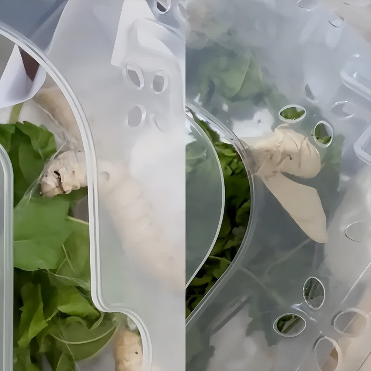 孙艺珍开小号晒生活，网友：“小号还要带官方后缀”