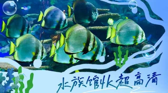 PICO視頻本周上新：穿越旗袍古韻、海底療愈與星際哲思