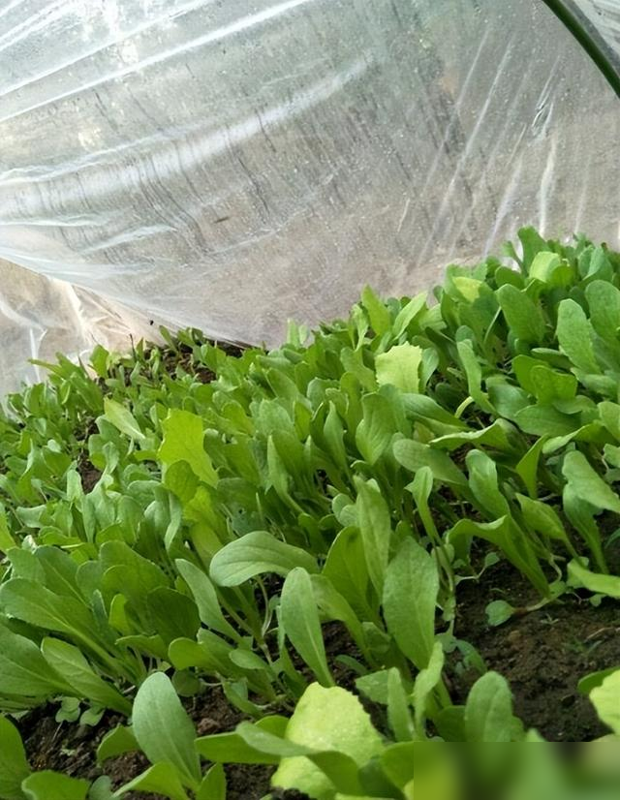 杨幂家火了！老爸把院子变菜园，网友：这才是顶流该有的生活