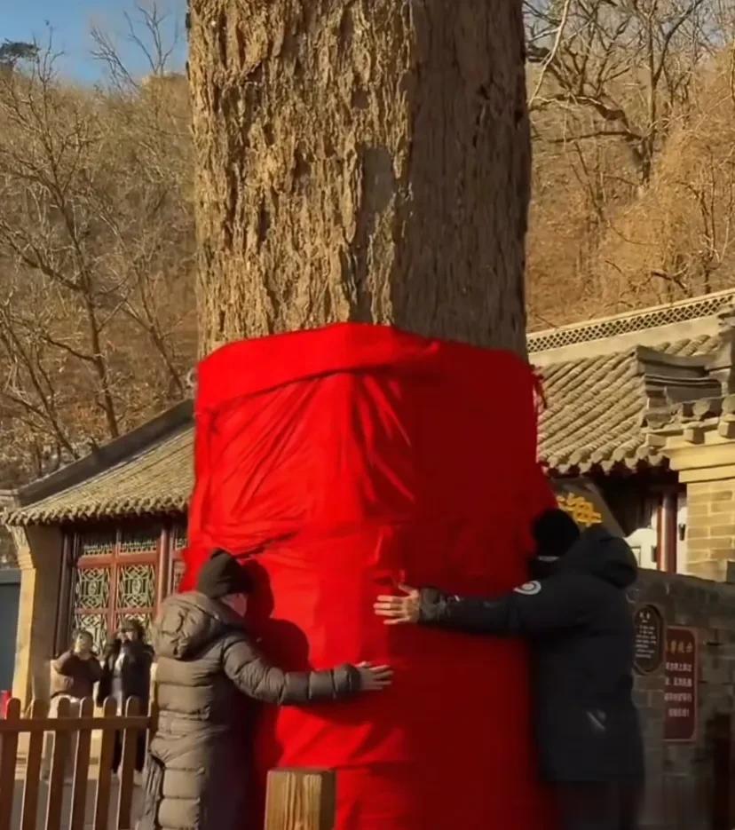 罗晋带母亲现身大孤山，为家人祈福，抱着大树久不撒手看了好心疼