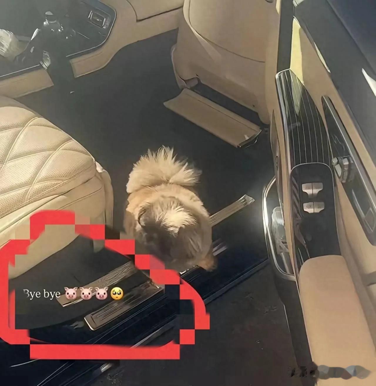 汪小菲拦孕妻直播！马筱梅飞湾湾陪继子女过圣诞，夫妻日子太稳了