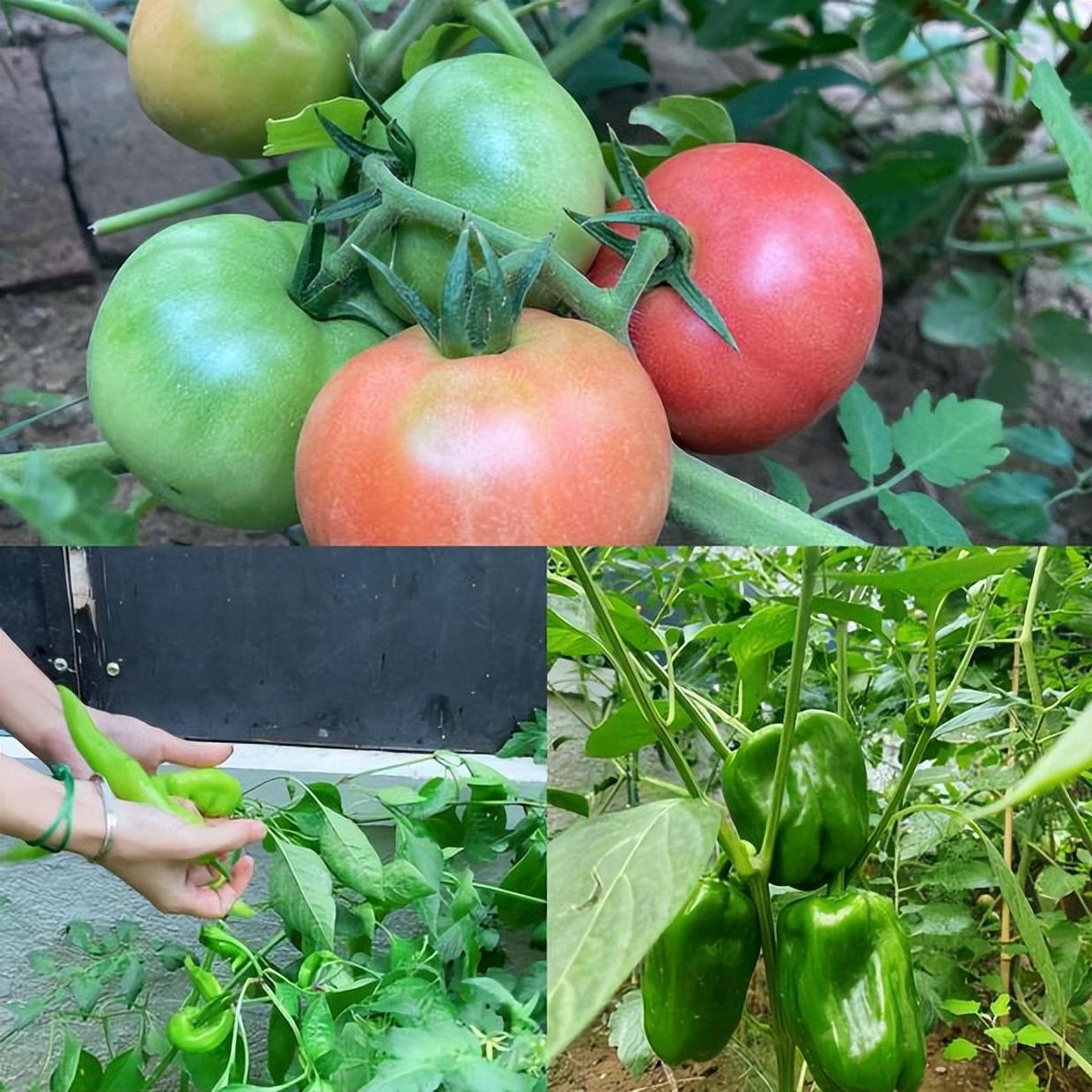 马天宇的院子又火了，仅一菜园、鸡舍就圈粉百万，一看就不是摆拍