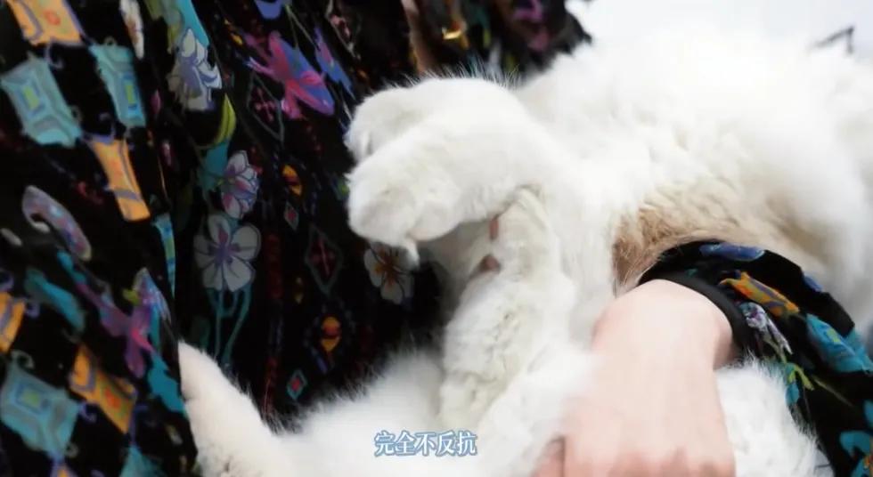 杨幂抱着布偶猫,对视很有爱,她穿斐乐球衣很少女,又被她美到了