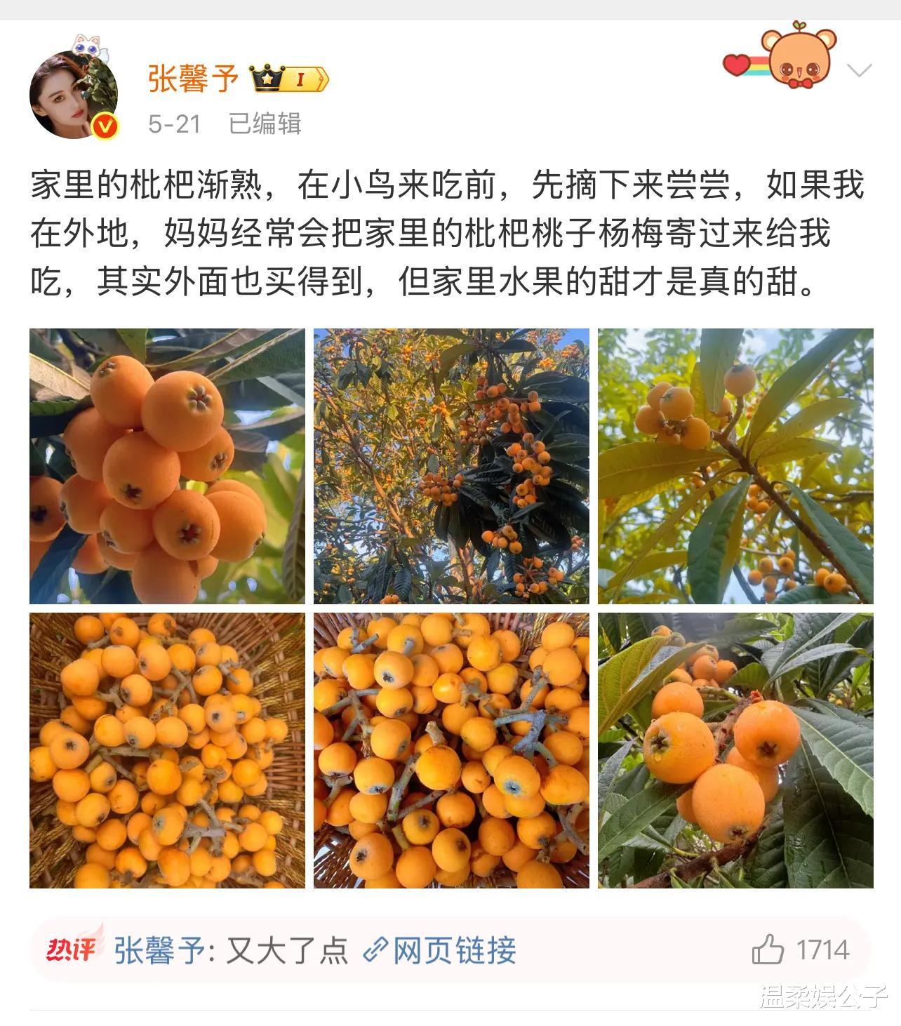 张馨予的小院又又火了!枇杷压弯枝头!沉甸甸的果子满是幸福