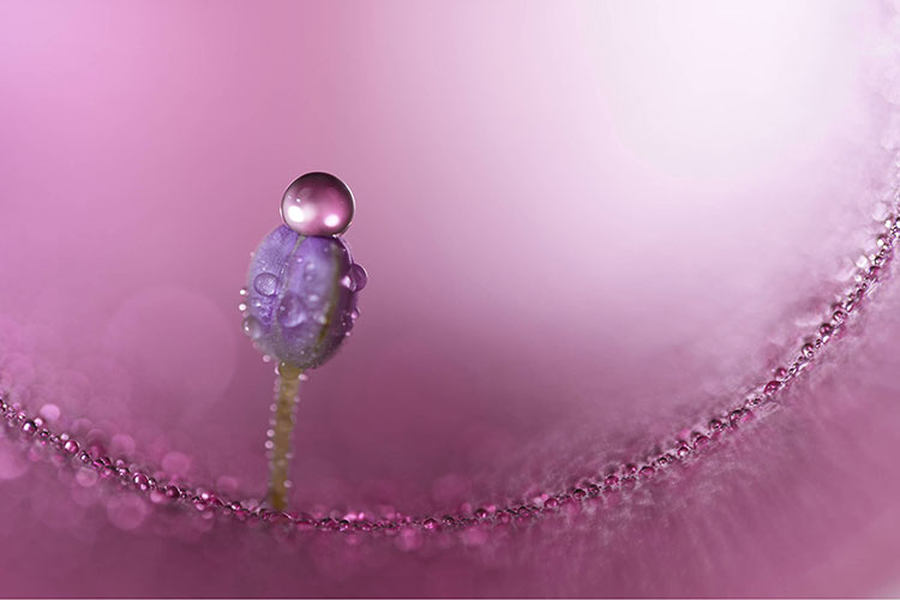 1.4X放大倍率 索尼新百微FE 100mm F2.8 Macro GM發布