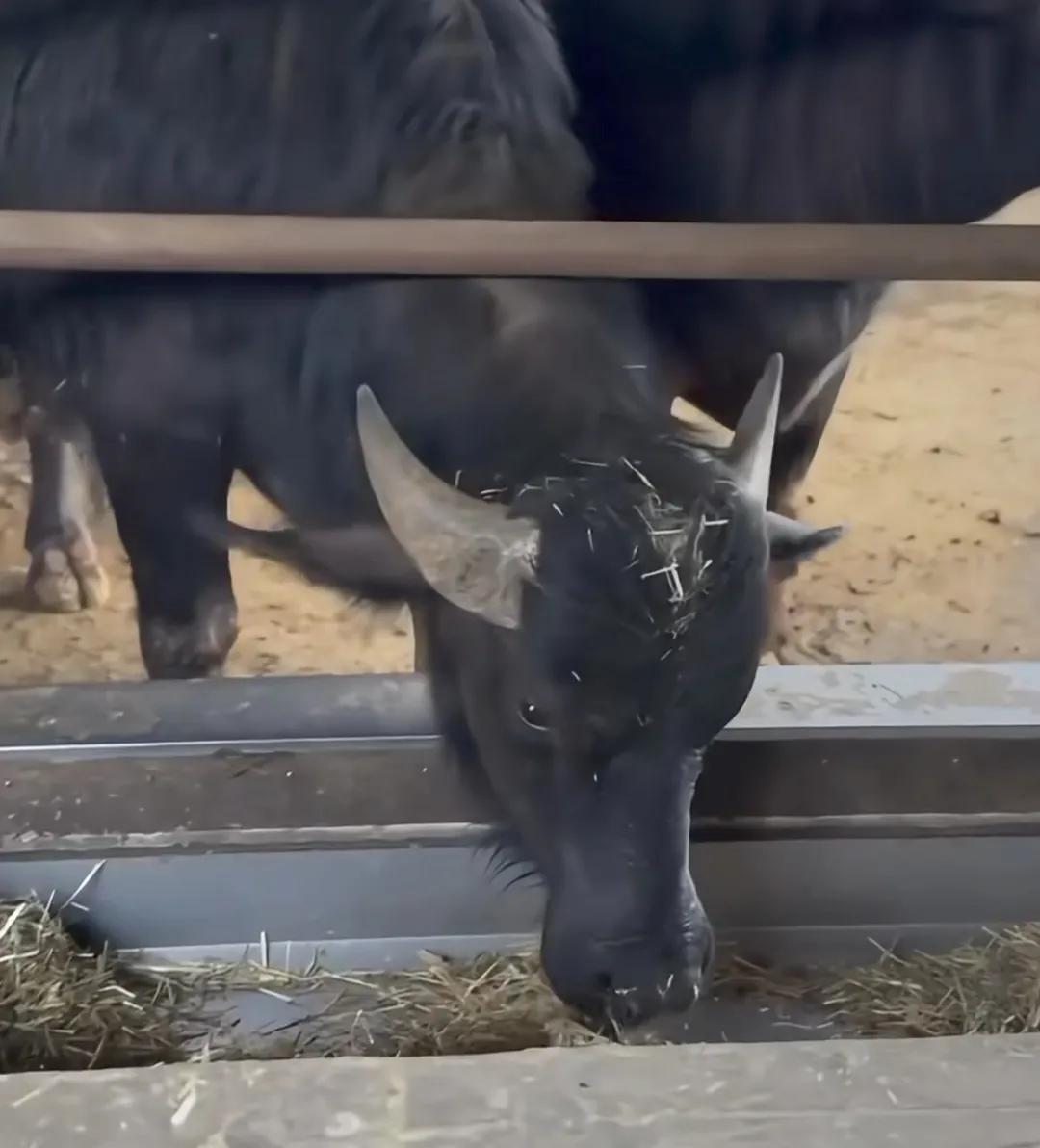 佐佐木希更新近况,她住小屋摘蔬菜享受田园生活,37岁了还是童颜