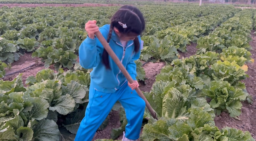 汪峰带女儿去农村挖红薯！醒醒刨土背白菜不娇气，章子怡教导有方