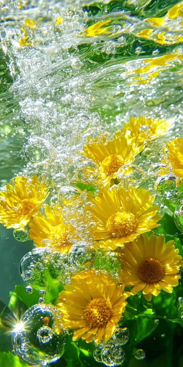 咕咚咕咚，感觉在水底呼吸｜超清新治愈的手机屏保，清凉一夏！