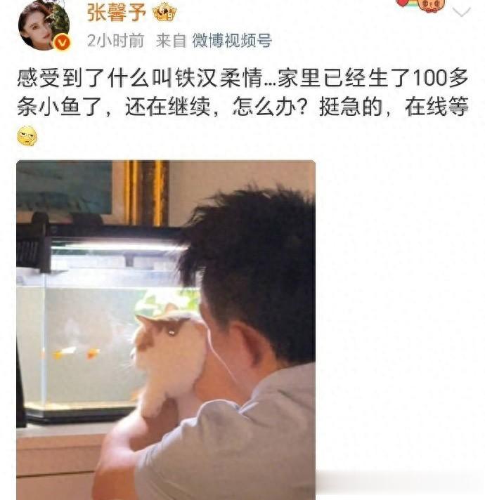 张馨予家里已经生了100多条小鱼了，其老公还要给大鱼坐月子