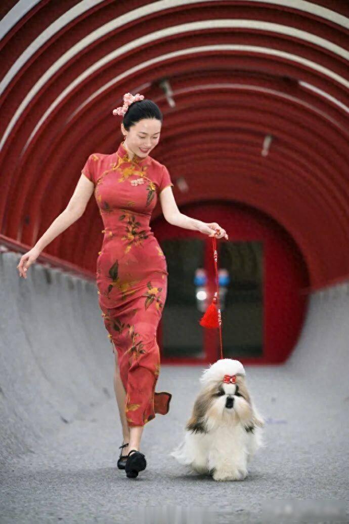 杜江连发三个“唯一”霍思燕穿旗袍牵中国西施犬参加国际犬赛夺冠