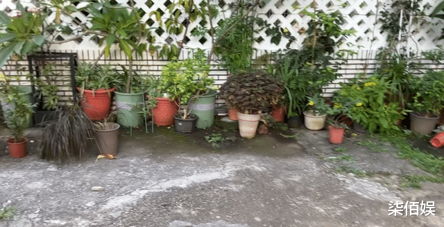 郭碧婷爸爸晒向家给女儿买的地,光花园就上百平,鸟语花香好怡人