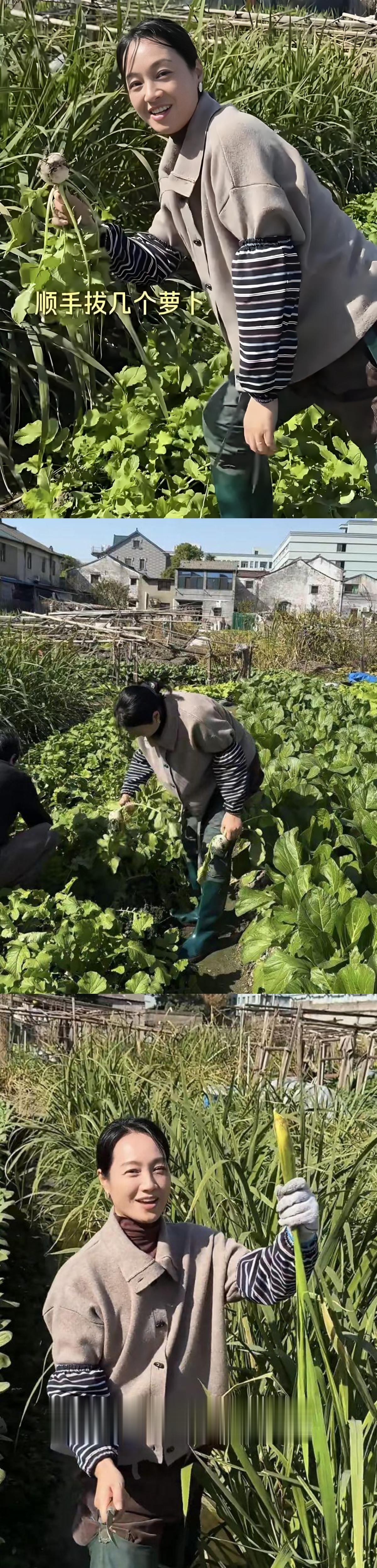 朱丹回绍兴老家，穿长田靴割茭白，摘菜拔萝卜，父母都很朴实