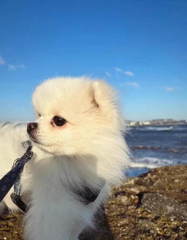 章泽天带女儿飞迪拜过圣诞，刘强东花60万一晚入住套房，陪她度假