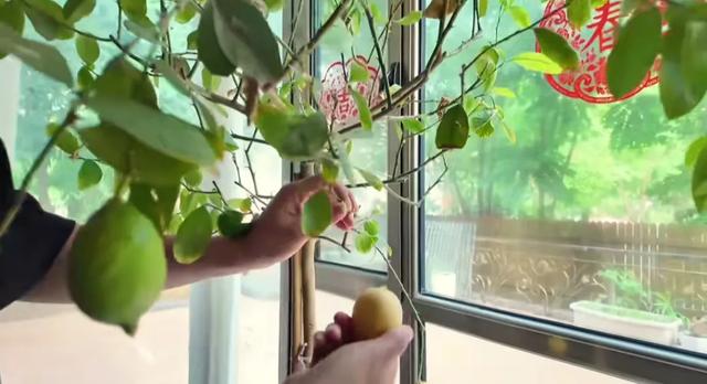 53岁刘均在别墅宴请好友，31岁樊驿宁罕见亮相，别墅花园让人亮眼