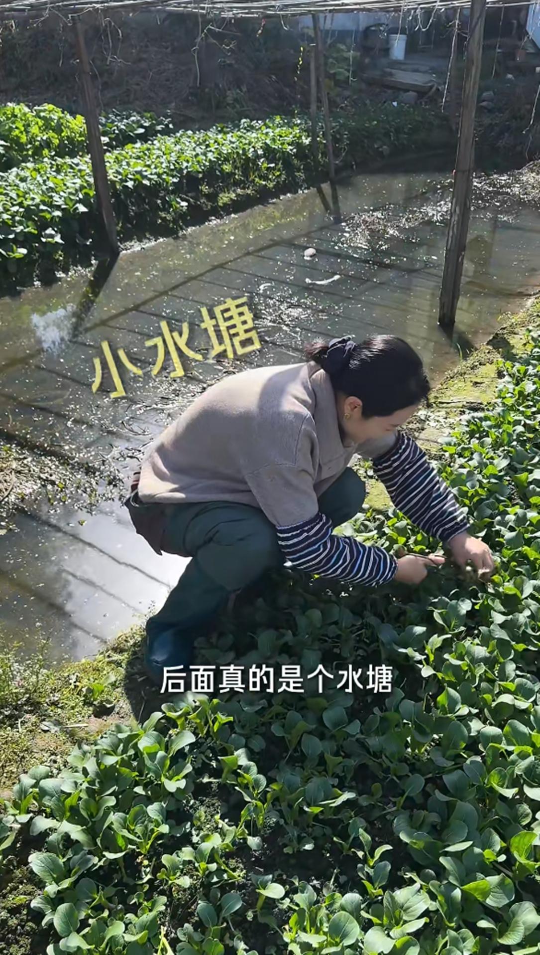 44岁朱丹回金华老家！穿水靴割茭白，吃大碗猪油面， 妈妈罕见露面