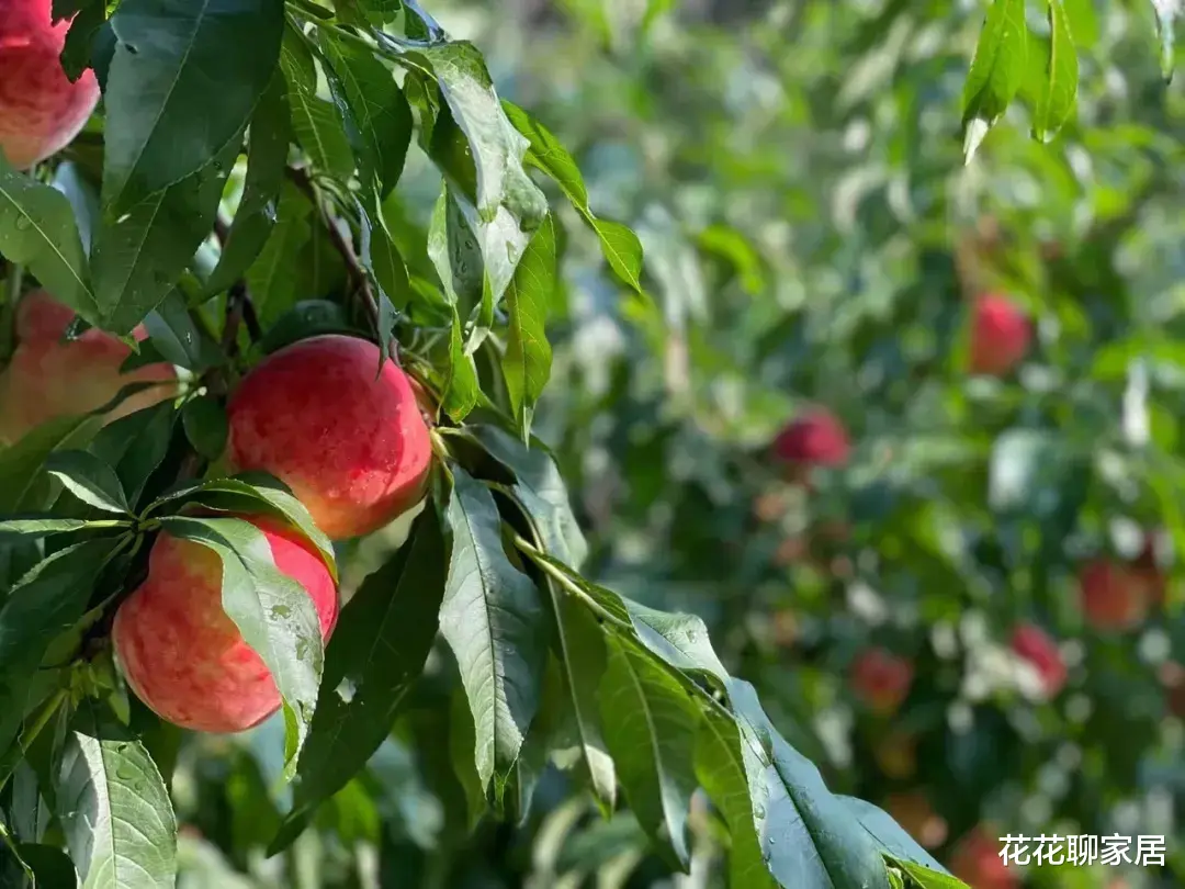 45岁殷桃的独居生活:深山养花种树,冥想打坐,尽享离异单身的清欢。