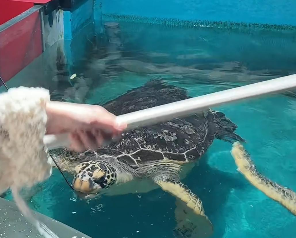 汪小菲带女儿巡店！12岁玥儿已有千金大小姐气质，身姿挺拔很自信