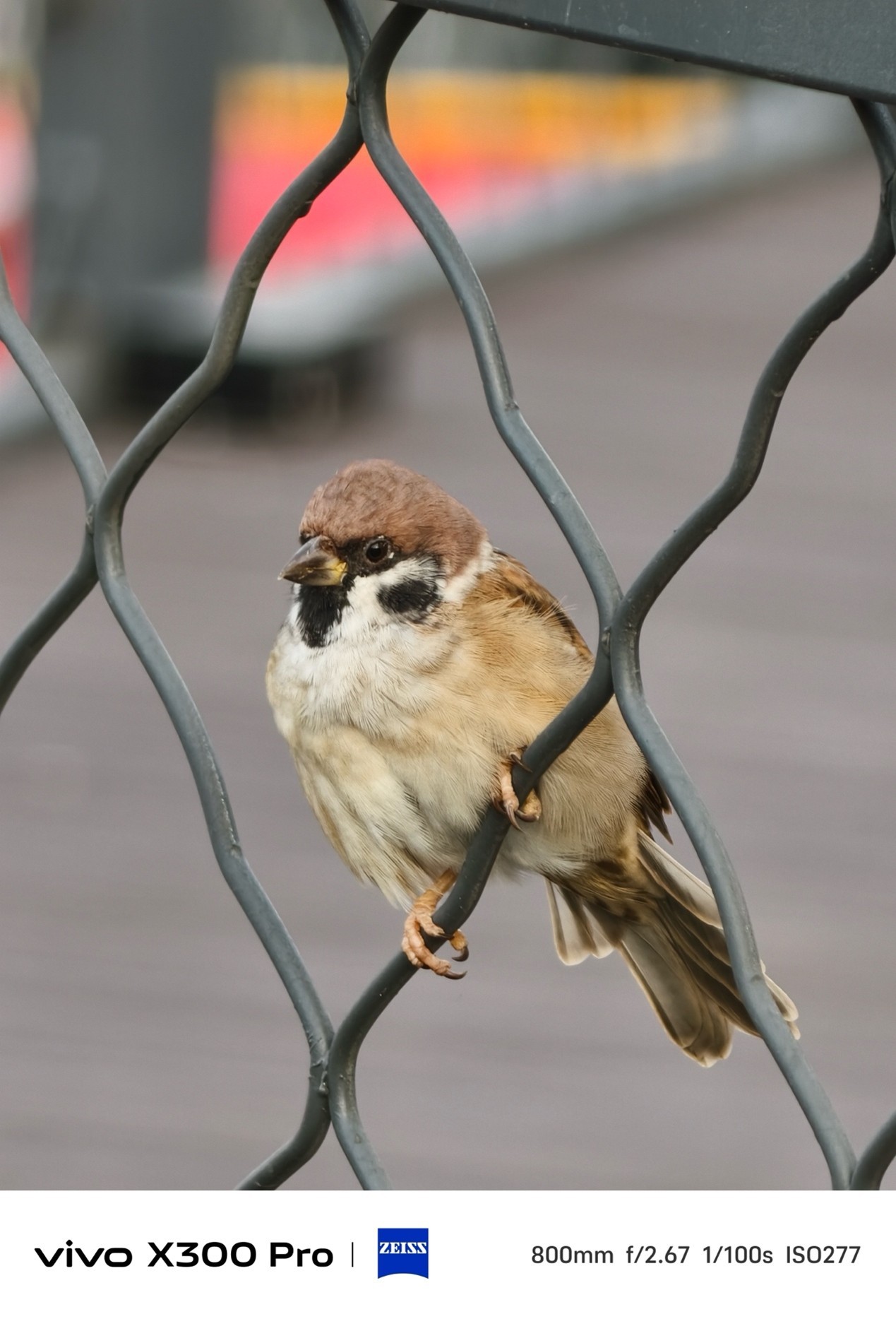 2億像素大底鏡頭全面普及 誰才是幕后功臣？