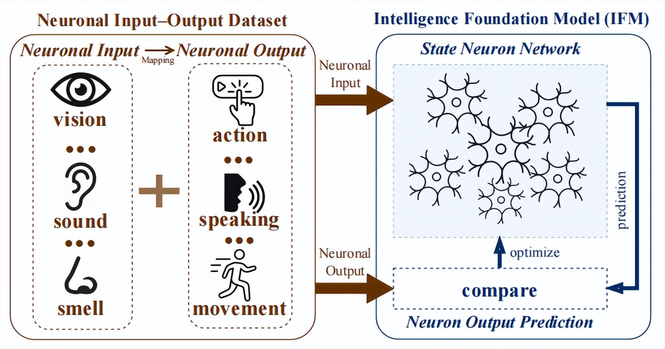 北航團(tuán)隊(duì)提出智能基礎(chǔ)模型，跨越生物與AI鴻溝