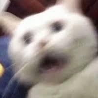 ChatGPT后遺癥來了，人類日常聊天越來越AI化