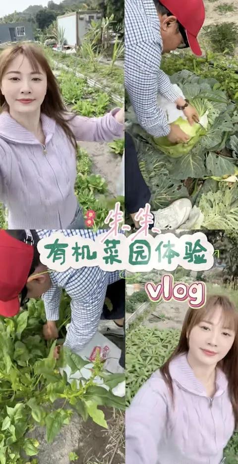TVB花旦朱晨丽杭州时装店体验做理货员,圆润身材被指孕味浓惹热议