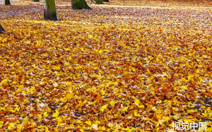 空降小镇当了书记