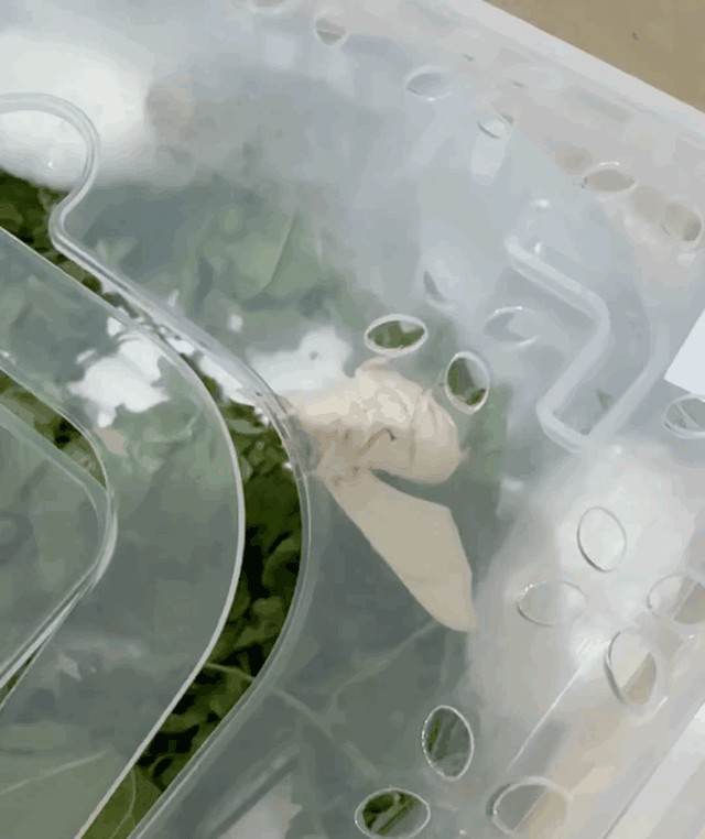 孙艺珍在公园玩秋千,她荡的好高,儿子甜豆向她挥手,玄彬站旁边