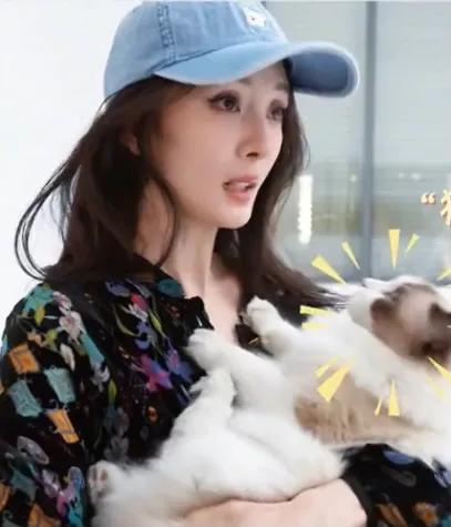 杨幂抱着布偶猫,对视很有爱,她穿斐乐球衣很少女,又被她美到了