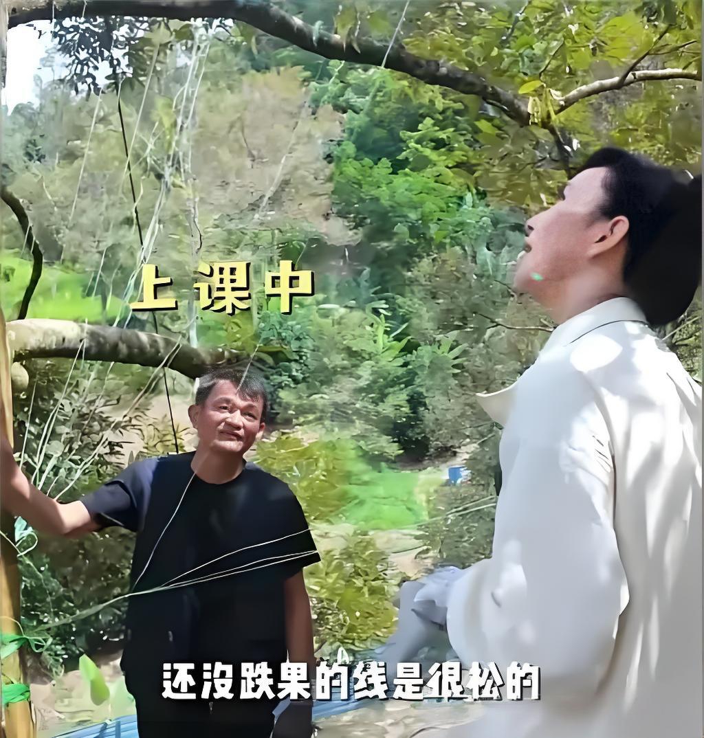 胡静家榴莲大丰收！猫山王挂满枝，树王年龄40加，网友看完流口水