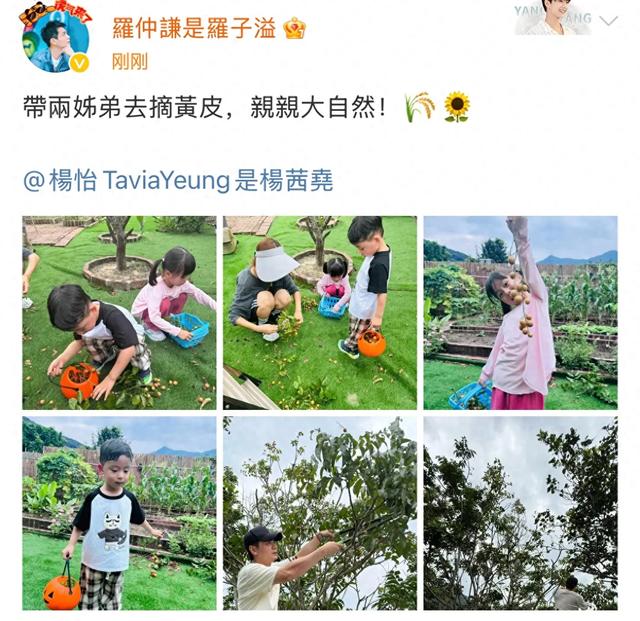 杨怡罗仲谦带娃体验摘黄皮,一家四口互动有爱,俩孩子颜值好高