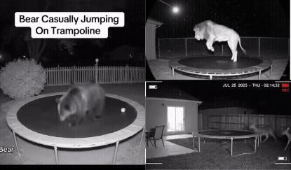 不止萌兔蹦迪，貍花貓豎中指，吃奶嬰兒開飛機，魔性AI視頻讓人停不下來