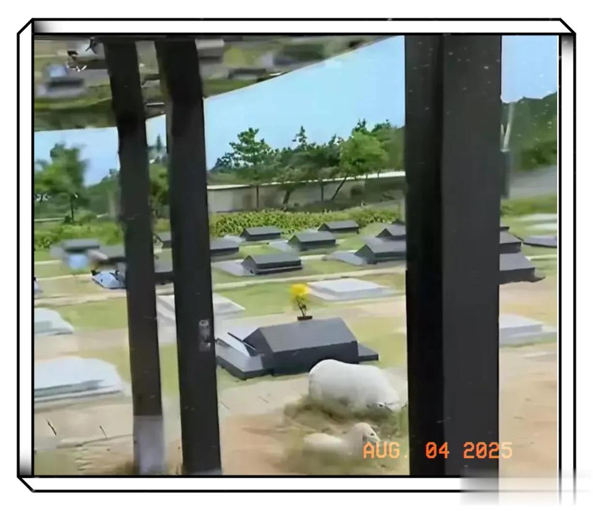 大S墓地依山傍水位置不错,价格80万左右,具俊晔深情人设翻车?