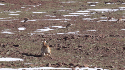 全球首只“机器藏羚羊”!云深处科技机器狗深入可可西里腹地