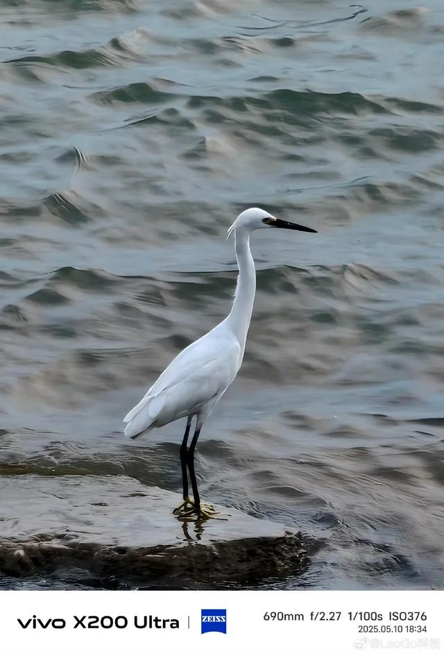用vivo X200 Ultra长焦拍鸟,怎么这么强?